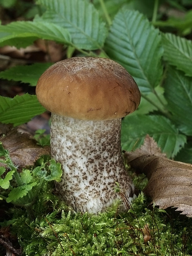 kozák hrabový Leccinum pseudoscabrum (Kallenb.) Šutara