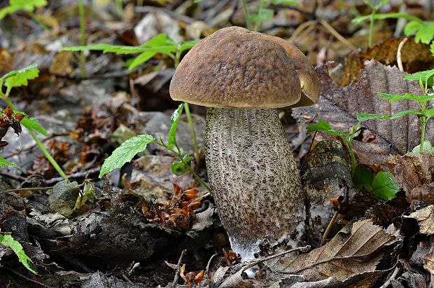 kozák hrabový Leccinum pseudoscabrum (Kallenb.) Šutara