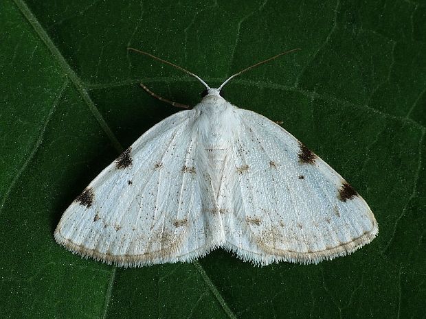 listnatka dvojškvrnná Lomographa bimaculata Fabricius, 1775