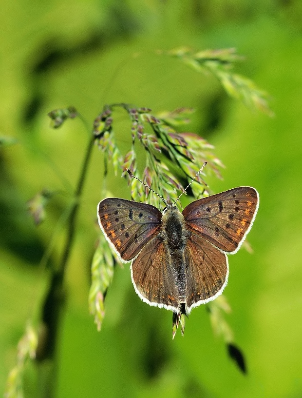 ohniváčik čiernoškvrnný Lycaena tityrus