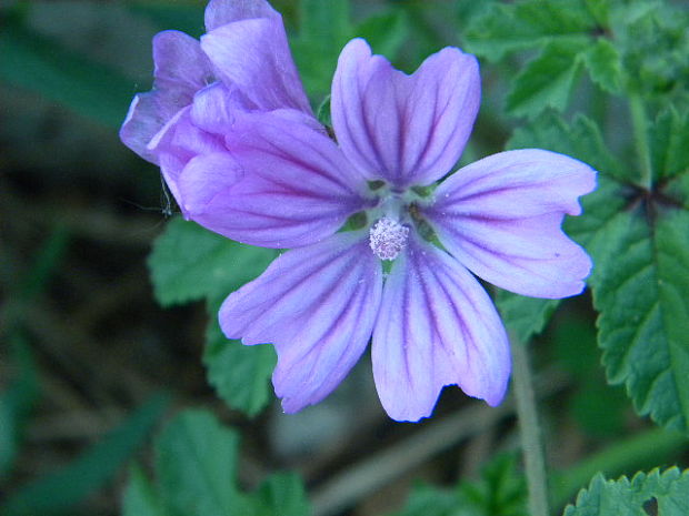 slez lesný Malva sylvestris L.