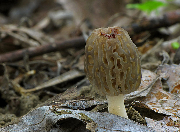 smrčok kužeľovitý Morchella conica Pers.