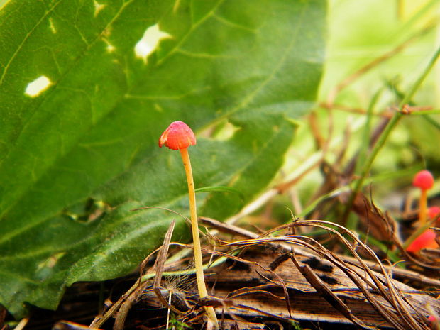 prilbička ihličková Mycena acicula (Schaeff.) P. Kumm.