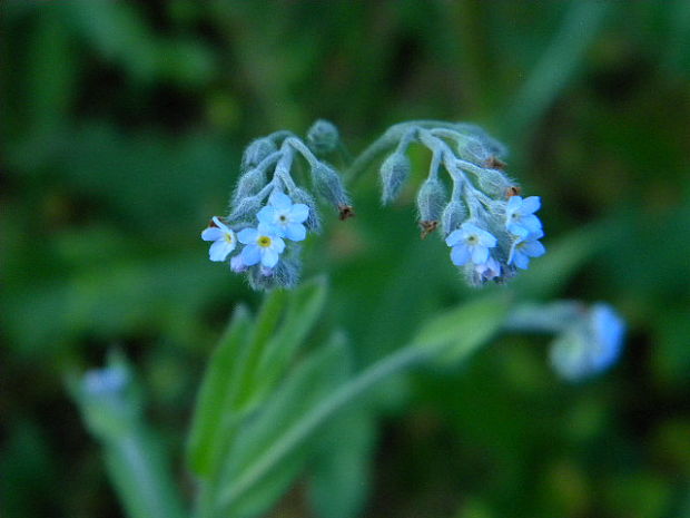 nezábudka kopcová Myosotis ramosissima Rochel ex Schult.