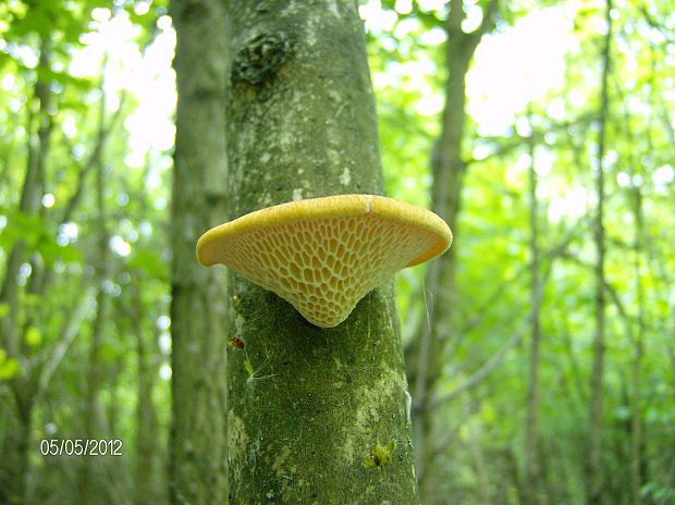 trúdnik veľkopórový Neofavolus alveolaris (DC.) Sotome & T. Hatt.