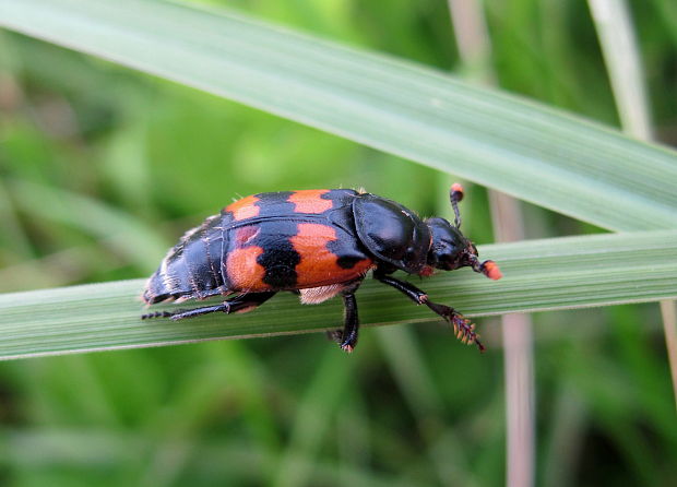 hrobarik Nicrophorus vespillo