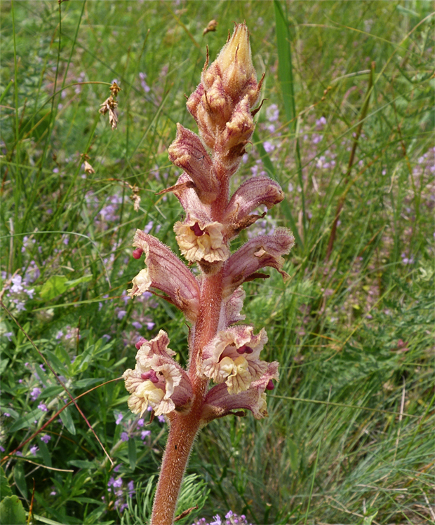 záraza biela Orobanche alba Willd.