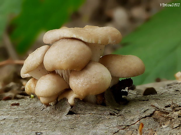 hliva buková Pleurotus pulmonarius (Fr.) Quél.