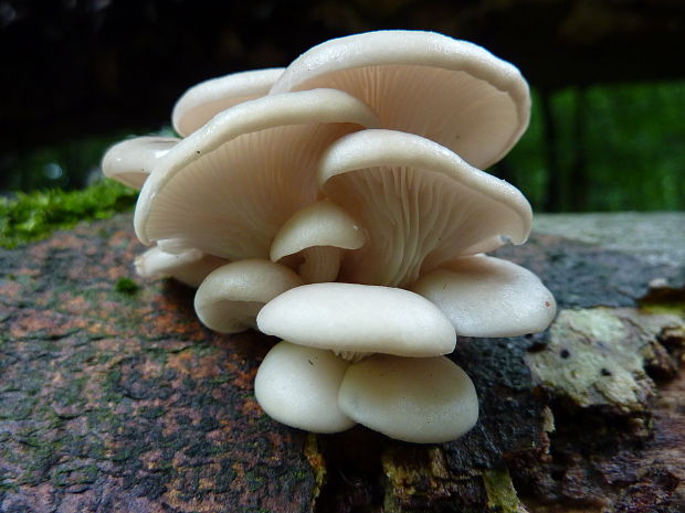 hliva buková Pleurotus pulmonarius (Fr.) Quél.