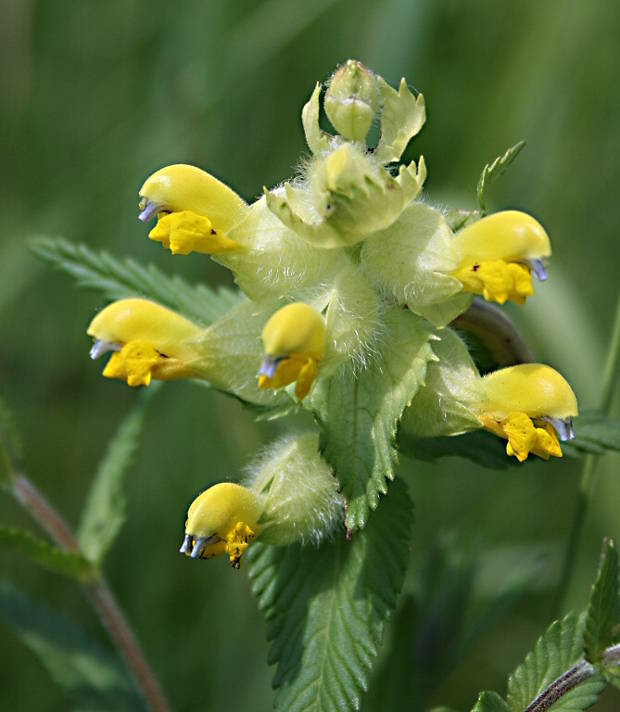 štrkáč kohútikový Rhinanthus alectorolophus Pollich