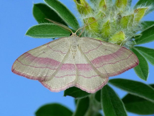 piadica prútnatcová Rhodostrophia vibicaria Clerck, 1759