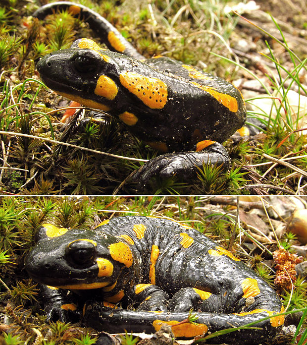 salamandra škvrnitá Salamandra salamandra