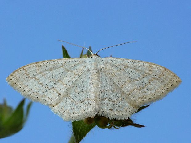 piadica marinková Scopula floslactata Haworth, 1809