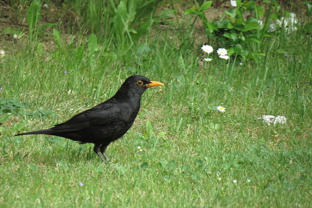 drozd čierny  Turdus merula