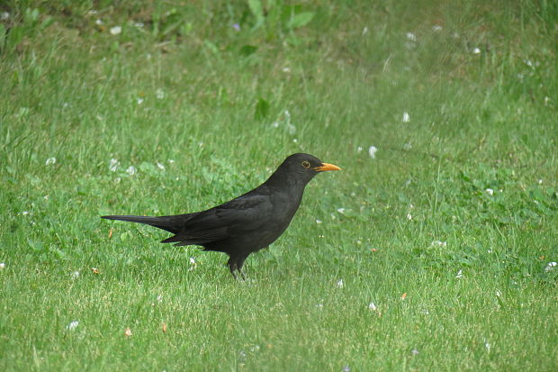 drozd čierny  Turdus merula