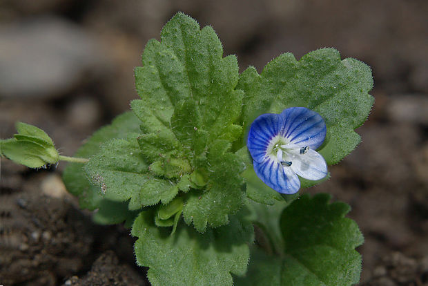 veronika perzská Veronica persica Poir.