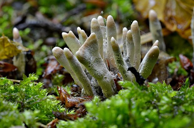 drevnatec parohatý Xylaria hypoxylon (L.) Grev.