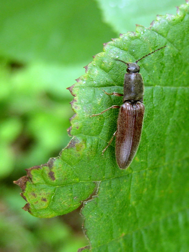 kováčik červenobruchý  Athous haemorrhoidalis