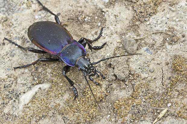 bystruška fialová Carabus violaceus