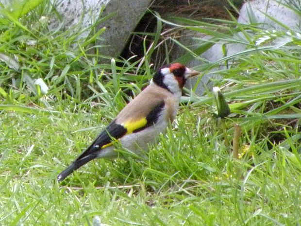 stehlik pestrý Carduelis carduelis