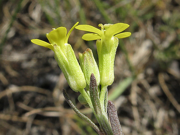 horčičník marschallov Erysimum marschallianum Andrz. ex M. Bieb.