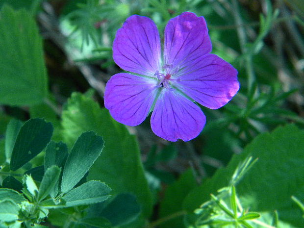 pakost lúčny Geranium pratense L.