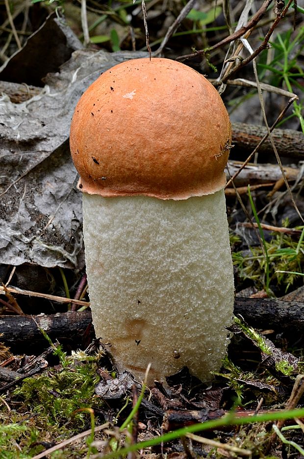 kozák osikový Leccinum albostipitatum den Bakker & Noordel.