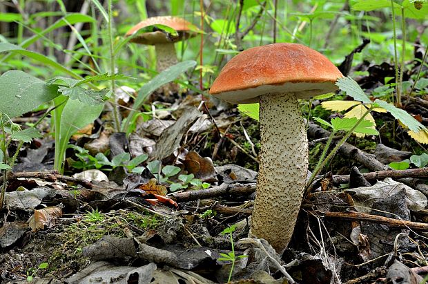 kozák dubový Leccinum aurantiacum (Bull.) Gray