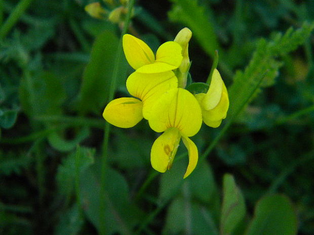 ľadenec rožkatý Lotus corniculatus L.