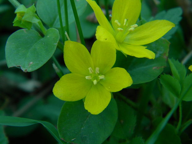 čerkáč peniažtekový Lysimachia nummularia L.