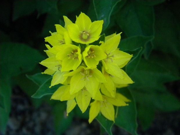 čerkáč bodkovaný Lysimachia punctata L.