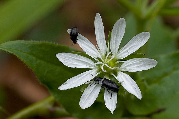 mäkkuľa vodná Myosoton aquaticum (L.) Moench