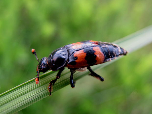 hrobarik Nicrophorus vespillo