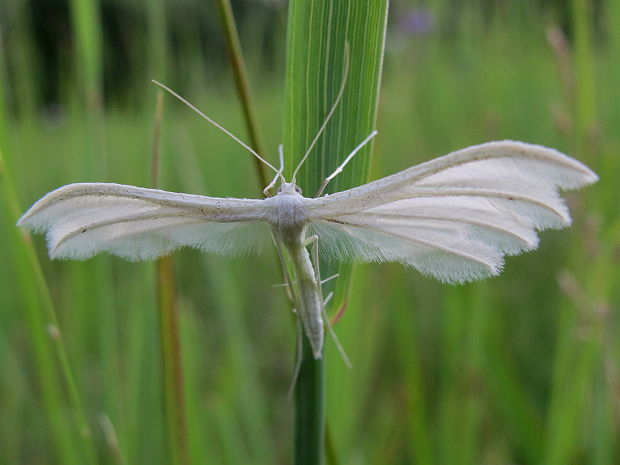 pierkavec povojovy Pterophorus pentadactyla