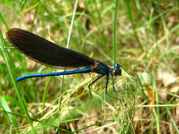 hadovka   Calopteryx virgo