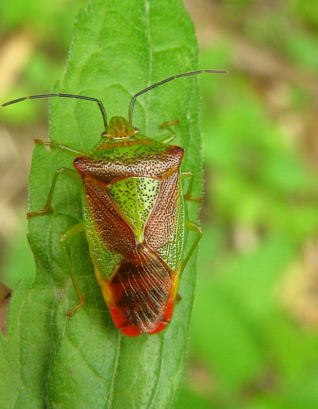 bzdocha stromova Acanthosoma haemorrhoidale  Linnaeus, 1758