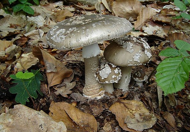 muchotrávka hrubá Amanita excelsa (Fr.) Bertill.