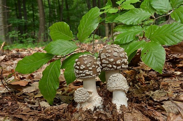 muchotrávka hrubá Amanita excelsa (Fr.) Bertill.