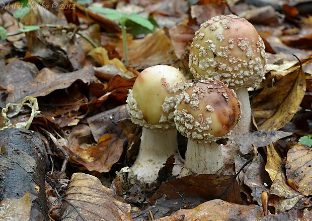 muchotrávka červenkastá Amanita rubescens Pers.