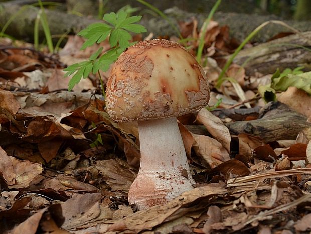 muchotrávka červenkastá Amanita rubescens Pers.