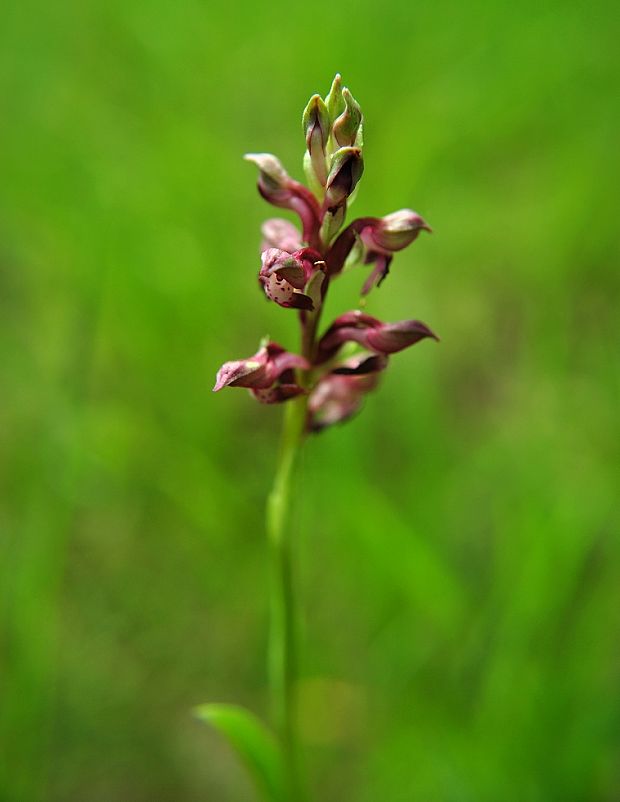 červenohlav ploštičný Anacamptis coriophora (L.) R. M. Bateman, A. M. Pringeon & M. W. Chase