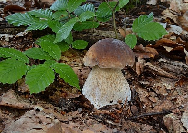 hríb smrekový Boletus edulis Bull.