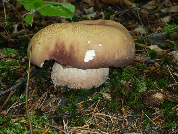 hríb sosnový Boletus pinophilus Pil. et Dermek in Pil.