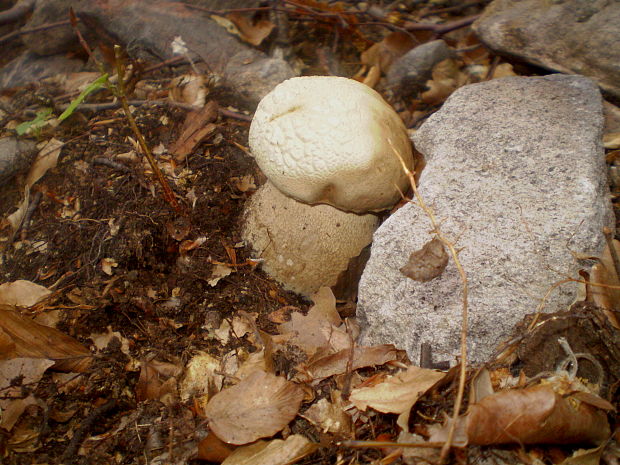 hríb dubový Boletus reticulatus Schaeff.