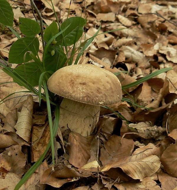 hríb dubový Boletus reticulatus Schaeff.