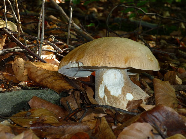 hríb dubový Boletus reticulatus Schaeff.