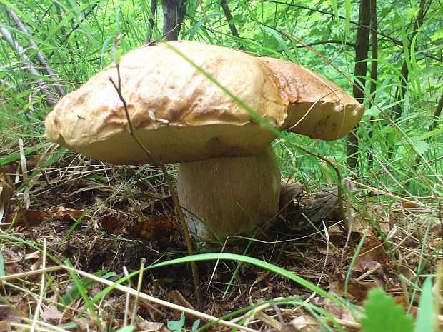 hríb dubový Boletus reticulatus Schaeff.