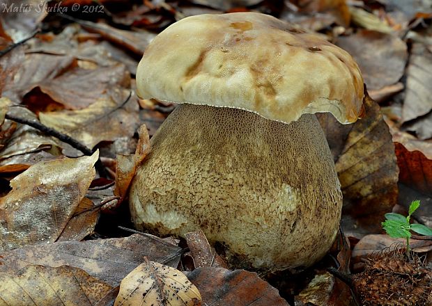 hríb dubový Boletus reticulatus Schaeff.