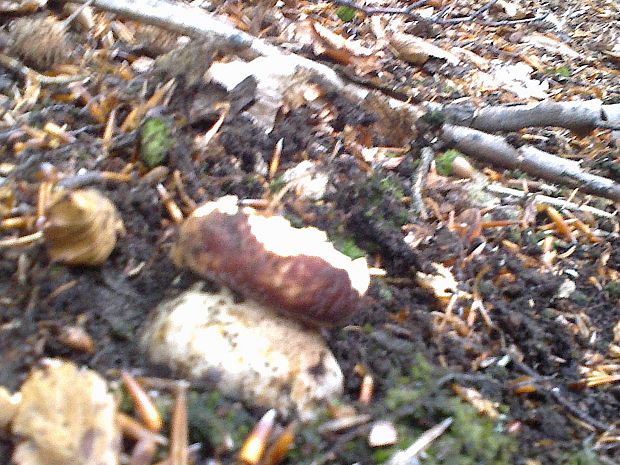 hríb sosnový Boletus reticulatus Schaeff.