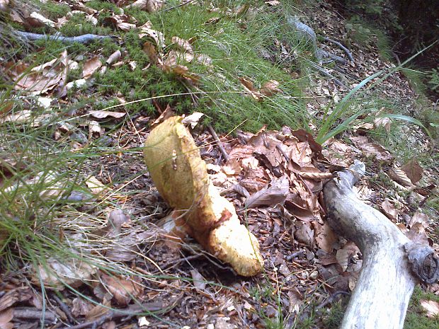 hríb dubový Boletus reticulatus Schaeff.